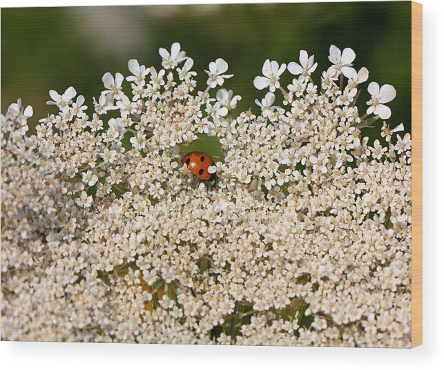 Lady Bug Wood Print featuring the photograph Lady in Waiting by Katherine White