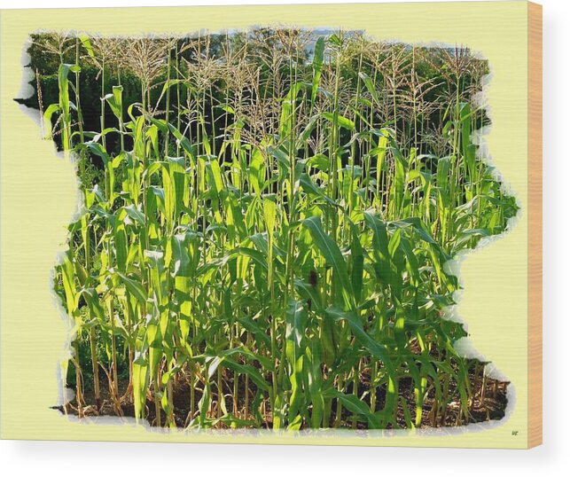 Corn Wood Print featuring the photograph Lake Country Corn by Will Borden