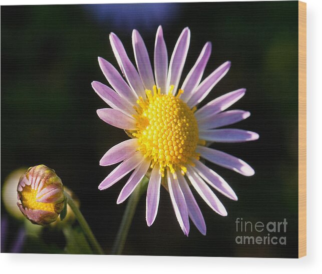 Daisy Wood Print featuring the photograph Last Ray of Sun by Jim Moore