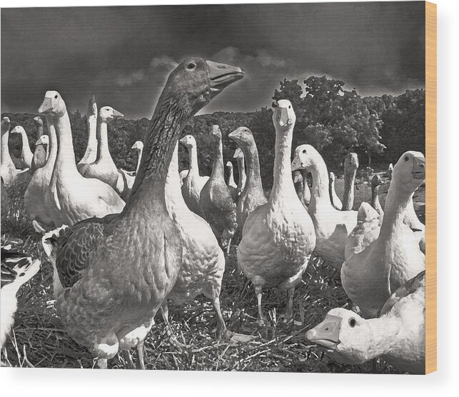 Geese Wood Print featuring the photograph Leader of the Pack by William Fields