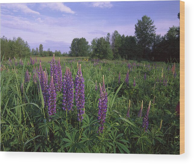 00174803 Wood Print featuring the photograph Lupine In Meadow Near Crescent Beach by Tim Fitzharris