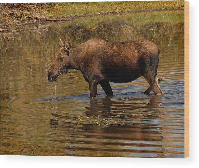 A Cow Moose Gets A Drink Of Water In Grand Teton National Park. Wood Print featuring the photograph Moose Cow by Wade Aiken