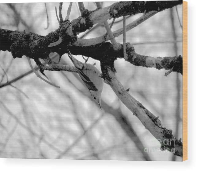 White Wood Print featuring the photograph NutHatch by Art Dingo