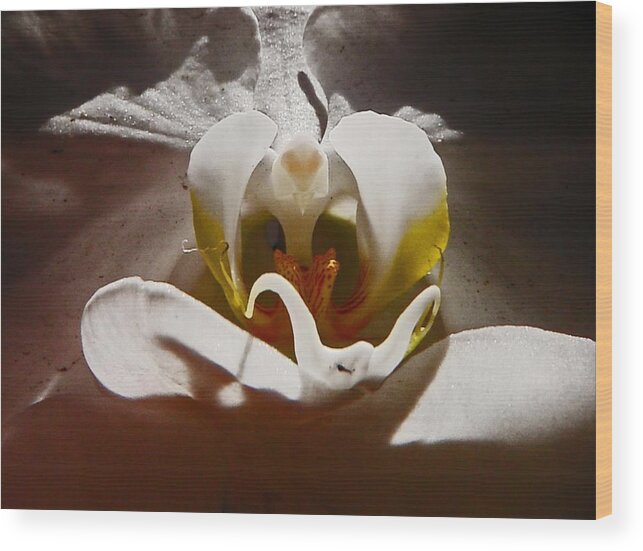 Orchids Wood Print featuring the photograph Orchid by Daniele Smith