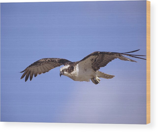 00176575 Wood Print featuring the photograph Osprey Flying North America by Tim Fitzharris