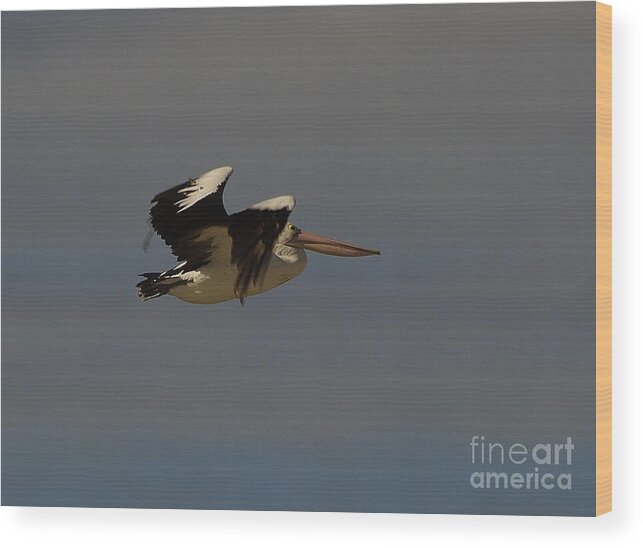 Australia Wood Print featuring the photograph Pelican in flight 3 by Blair Stuart