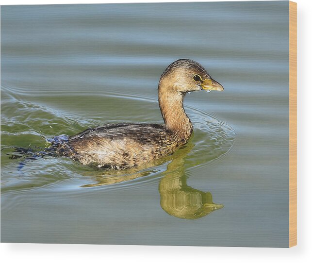Pied-billed Grebe Wood Print featuring the photograph Pied-billed Grebe by Saija Lehtonen