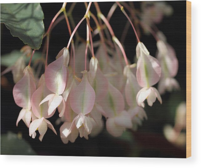 Flowers Wood Print featuring the photograph Pink and Pretty by Mary Haber