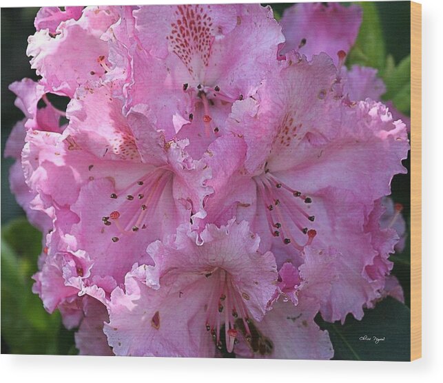 Rhodie Wood Print featuring the photograph Pink Rhododendrons by Chriss Pagani
