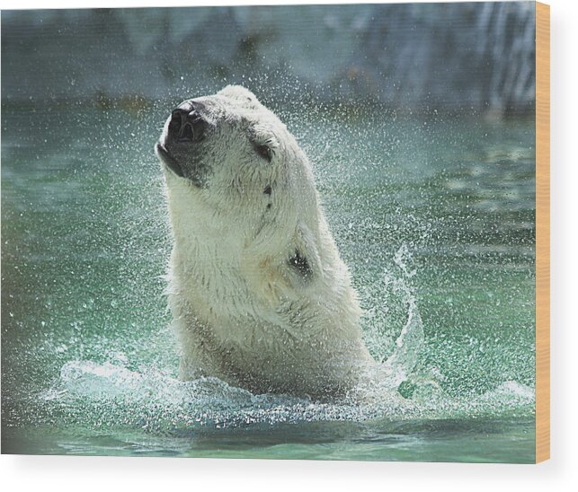 Polar Bear Wood Print featuring the photograph Polar Bear by Yosi Cupano