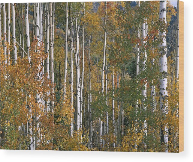 00174989 Wood Print featuring the photograph Quaking Aspen Trees In Fall Colors Lost by Tim Fitzharris