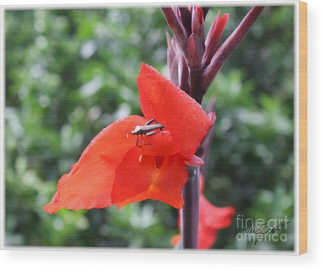I Am Recently Back From A Two Week Trip To Taiwan. While There I Took Some Wonderful Photos Of Trees And Flowers. Here Is An Example. Wood Print featuring the digital art Red Flower with Bug by Maxine Bochnia