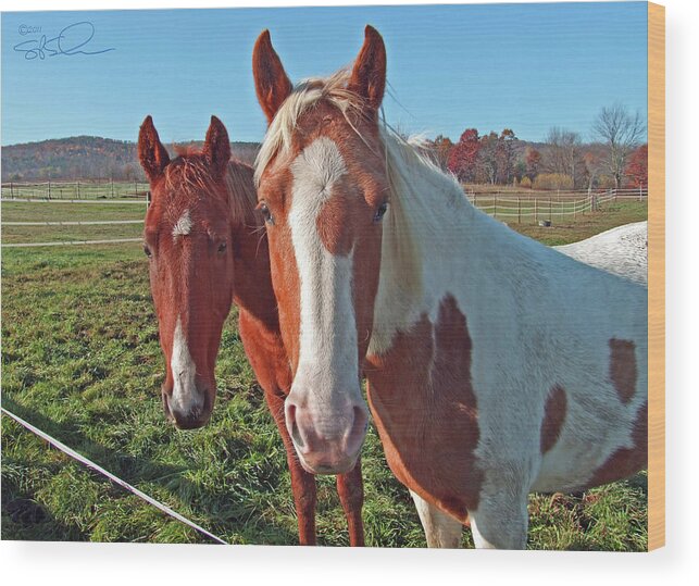 Horses Wood Print featuring the photograph Ruff 'n Reddy by S Paul Sahm