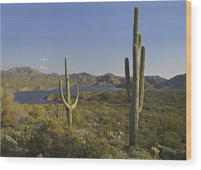 00443055 Wood Print featuring the photograph Saguaro Cactus At Bartlett Lake Arizona by Tim Fitzharris