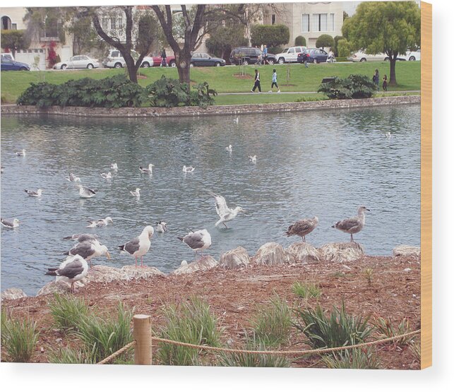 Palace Of Fine Arts Theatre San Francisco Wood Print featuring the photograph Seagull community at Palace of Fine Arts theatre San Francisco No one by Hiroko Sakai