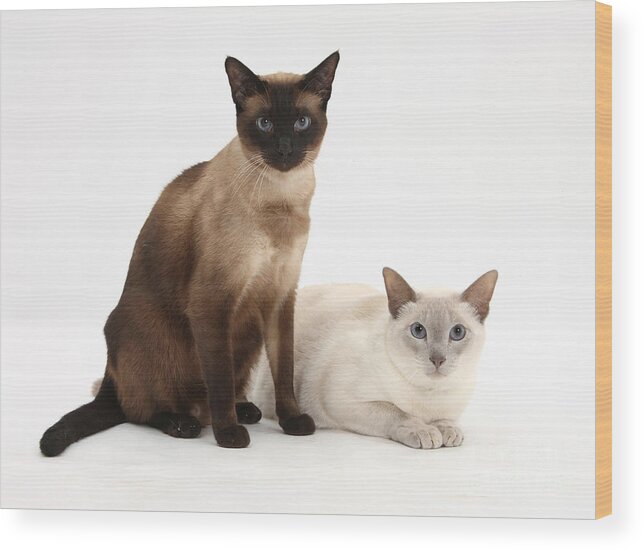 Siamese Wood Print featuring the photograph Siamese Cats by Mark Taylor