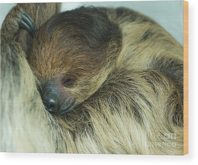 Sleeping Wood Print featuring the photograph Sleeping Sloth by Andrew Michael