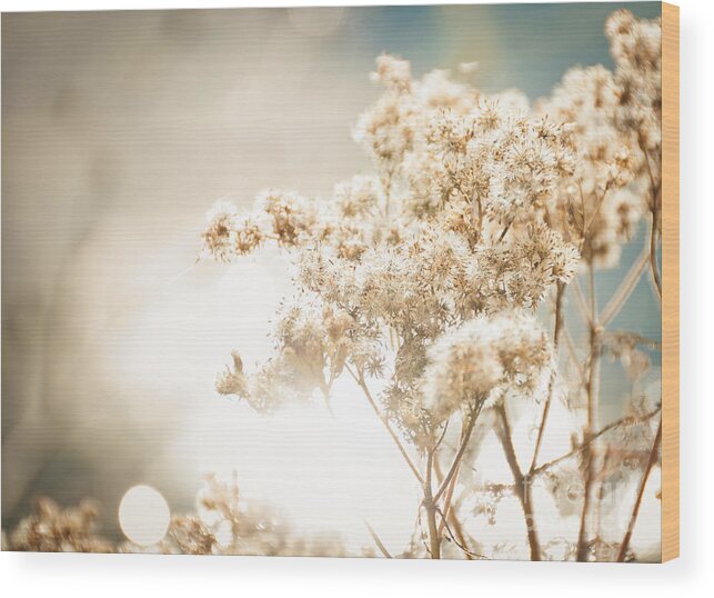 Landscape Wood Print featuring the photograph Sparkly Weeds by Cheryl Baxter