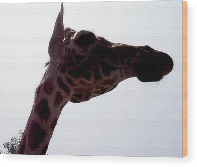 Giraffe Wood Print featuring the photograph Stretch by Kim Galluzzo Wozniak