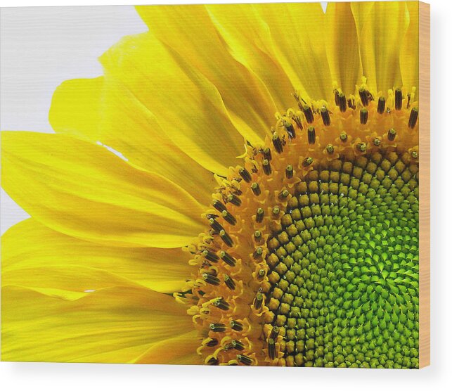 Sunflower Wood Print featuring the photograph Sunflower Segments by Bruce Carpenter