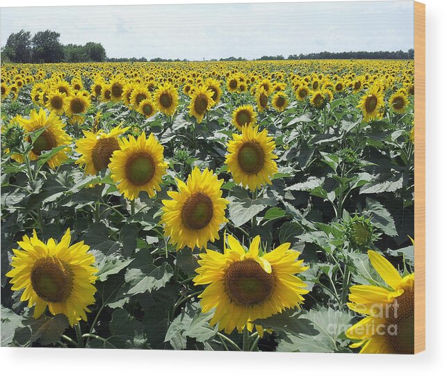 Sunflowers Wood Print featuring the photograph Sunflowers by Cheryl McClure