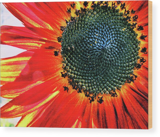 Sunflower Wood Print featuring the photograph Sunny One by Lora Fisher