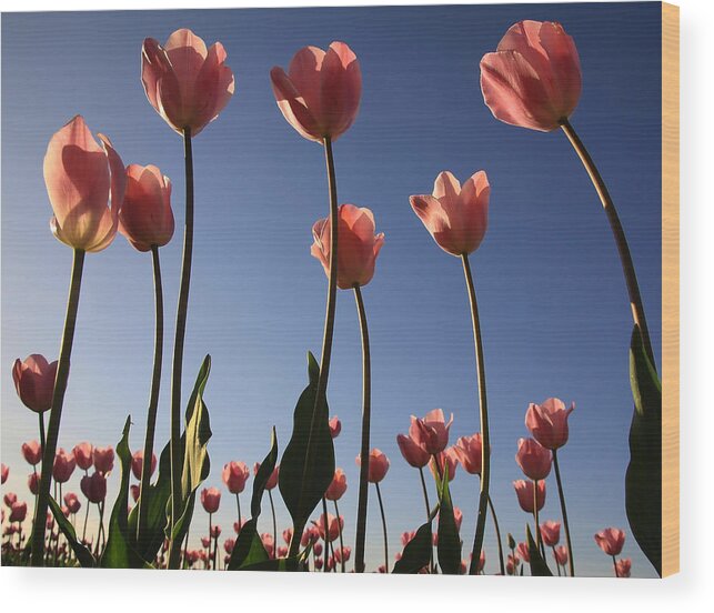 Flowers Wood Print featuring the photograph Sunny Tulips by Steve McKinzie