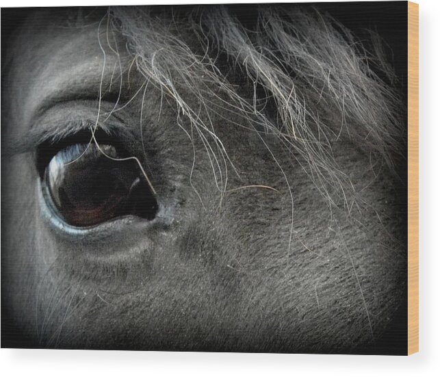 Friesian Wood Print featuring the photograph The Beautiful Eye of Gracie by Kim Galluzzo