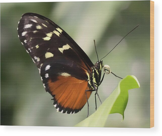 Butterfly Wood Print featuring the photograph Tiger Longwing Up Close by Bill and Linda Tiepelman