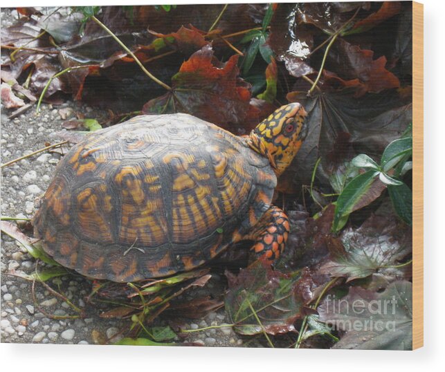 Box Turtle Wood Print featuring the photograph Turtle in the Gardens by Nancy Patterson