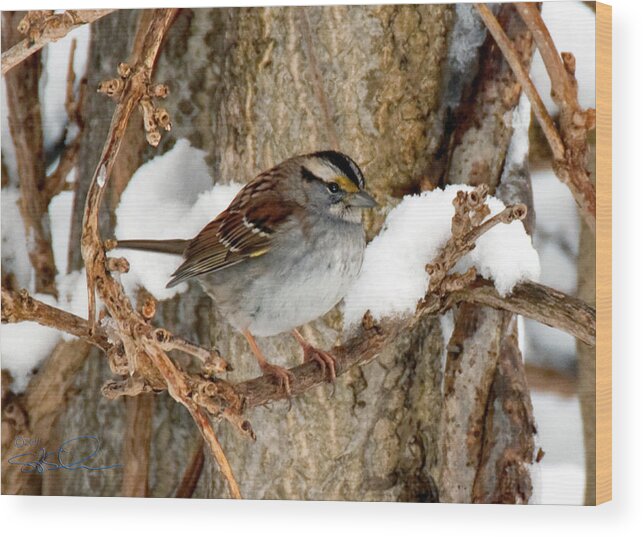 White Throated Sparrow Wood Print featuring the photograph White Throat by S Paul Sahm