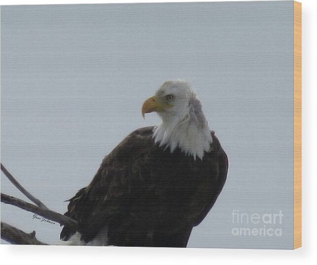 Bold Eagle Wood Print featuring the photograph Eye on you by Yumi Johnson