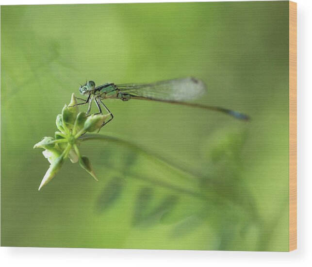 Insect Wood Print featuring the photograph Morning impression with blue dragonfly #1 by Jaroslaw Blaminsky