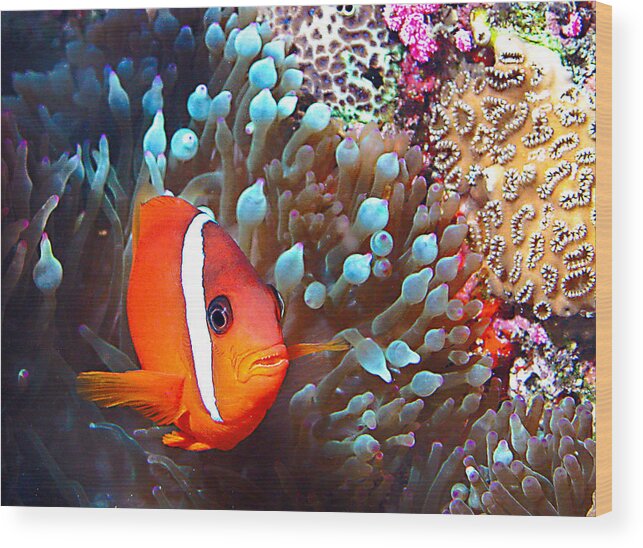 Underwater Wood Print featuring the photograph Nemo #3 by Jean Noren