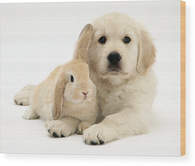 Sandy Lop Rabbit Wood Print featuring the photograph Puppy And Bunny #1 by Jane Burton