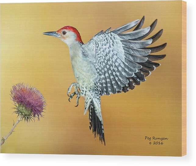 Birds In Flight Wood Print featuring the photograph Red-Bellied Woodpecker #1 by Peg Runyan
