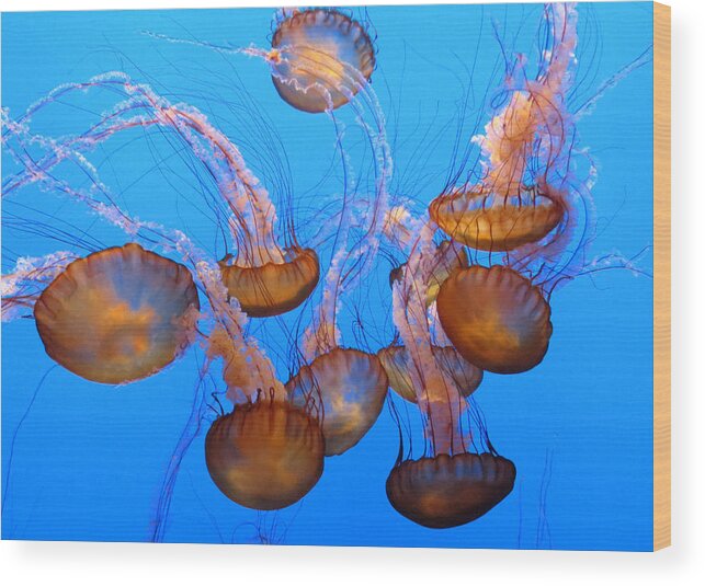 Monterey/aquarium Wood Print featuring the photograph Sea Nettles Ballet 1 #1 by Diane Wood