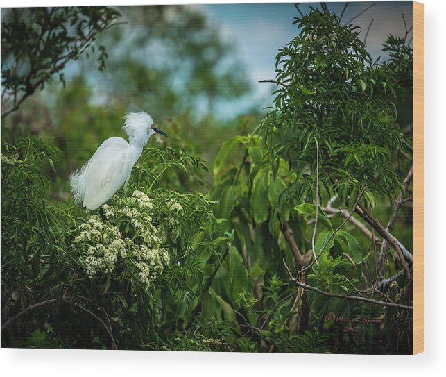 Birds Wood Print featuring the photograph Snowy #2 by Marvin Spates