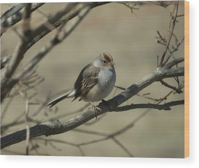 White Crowned Sparrow Wood Print featuring the photograph White-Crowned Sparrow    by Holden The Moment