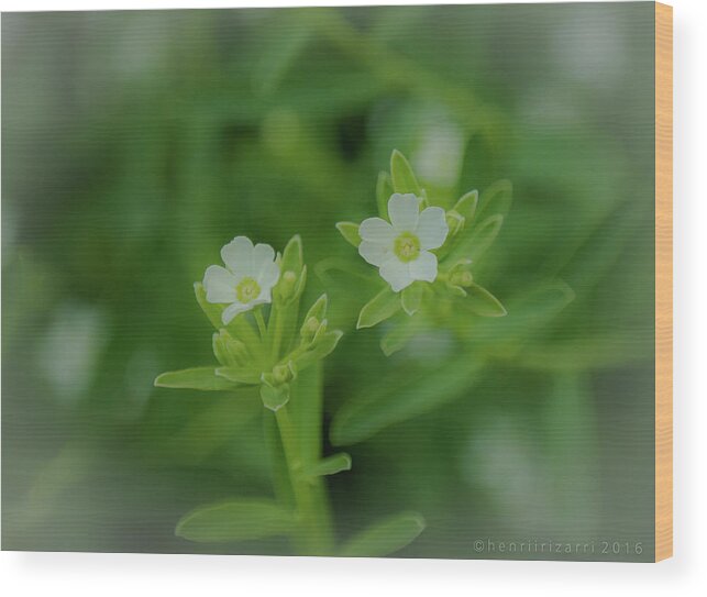 Flowers Wood Print featuring the photograph Wild Flowers #1 by Henri Irizarri