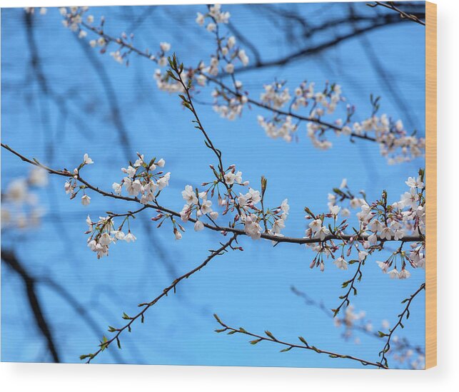 Cherry Blossoms Wood Print featuring the photograph Cherry Blossoms #193 by Robert Ullmann