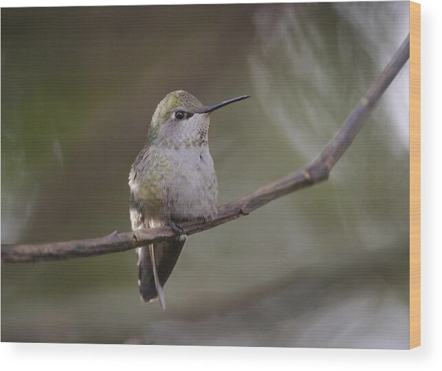 Anna's Hummingbird Wood Print featuring the photograph Anna's Hummingbird by Kathy King