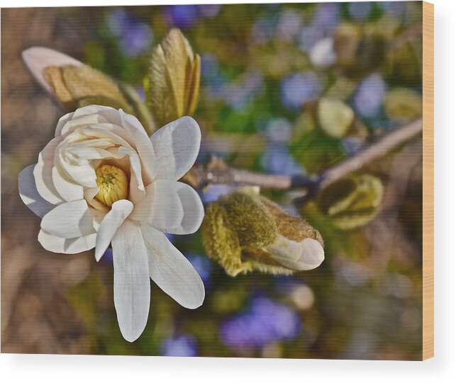 Magnolia Wood Print featuring the photograph 2016 Early Spring Powder Puff Lebner Magnolia 1 by Janis Senungetuk