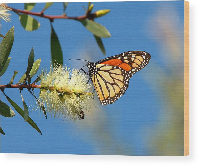 Butterfly Wood Print featuring the photograph Butterfly #22 by Marc Bittan