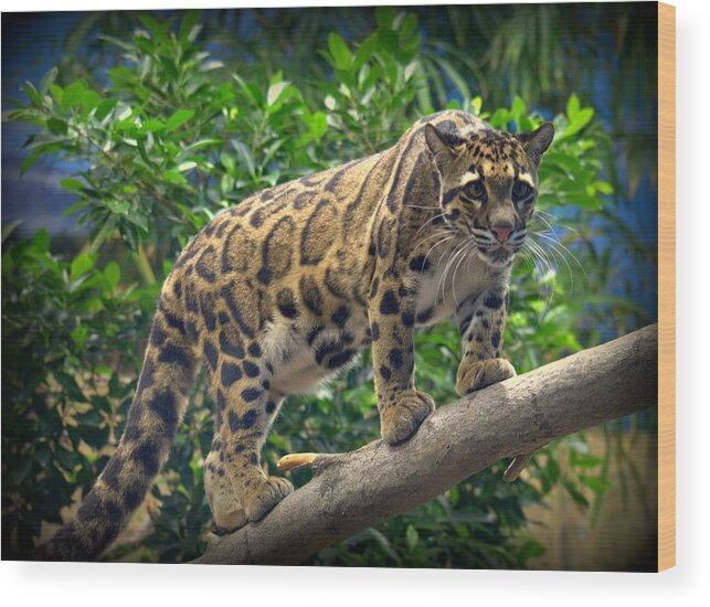 Cat Wood Print featuring the photograph Clouded Leopard Neofelis nebulosa #3 by Nathan Abbott