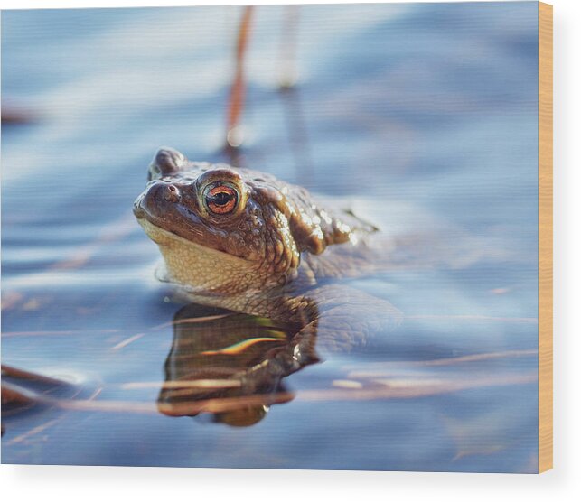 Bufo Bufo Wood Print featuring the photograph European toad #3 by Jouko Lehto