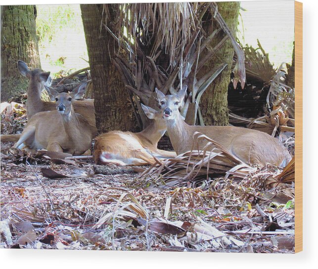 Deer Wood Print featuring the photograph 4 Wild Deer by Rosalie Scanlon