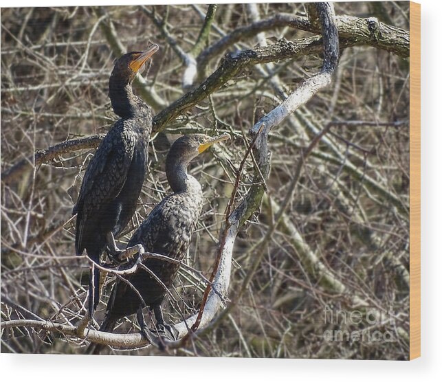 Irds Wood Print featuring the photograph A Pair Of Cormorants by Melissa Messick