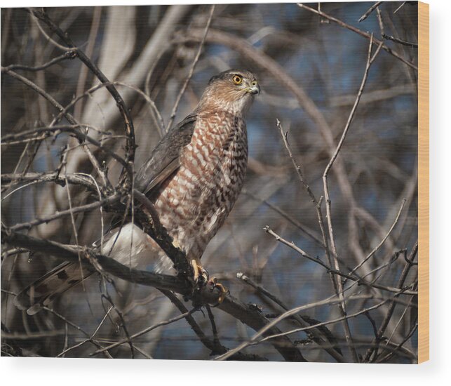 Hawk Wood Print featuring the photograph Adult Coopers Hawk by Rick Mosher