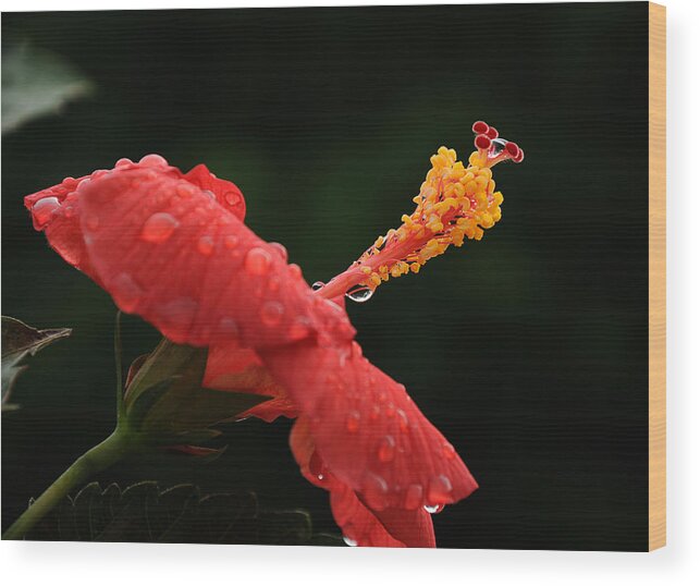 Hibiscus Wood Print featuring the photograph After a Shower by Frank Mari
